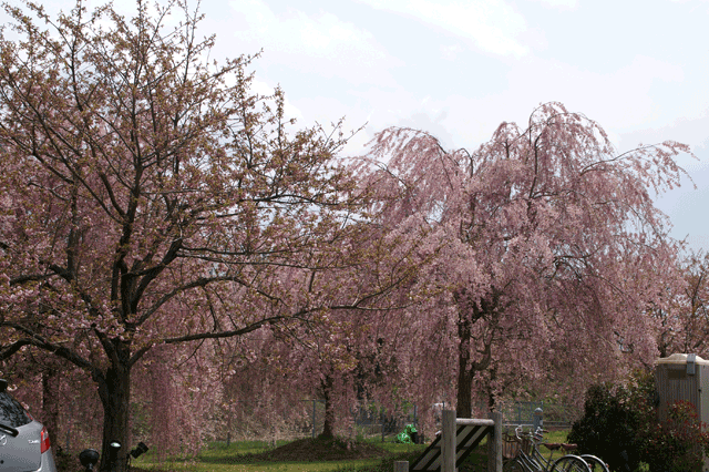 桜