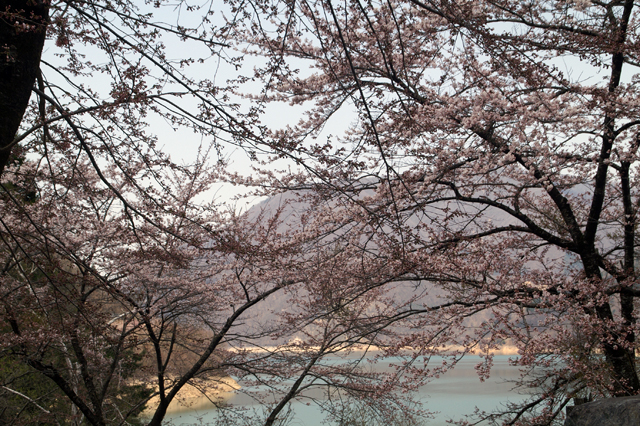 荘川桜