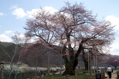 荘川桜