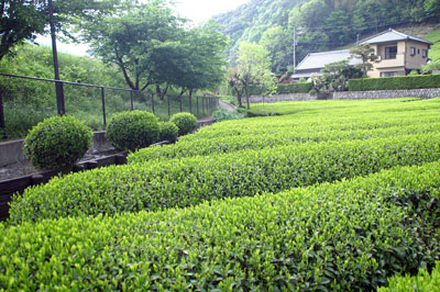 川根温泉